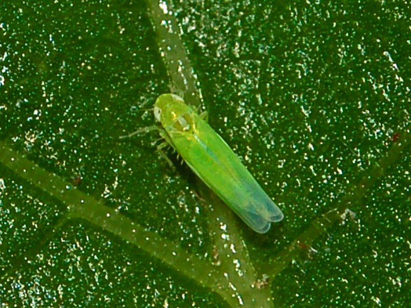 Un Cicadellide piccolissimo da identificare